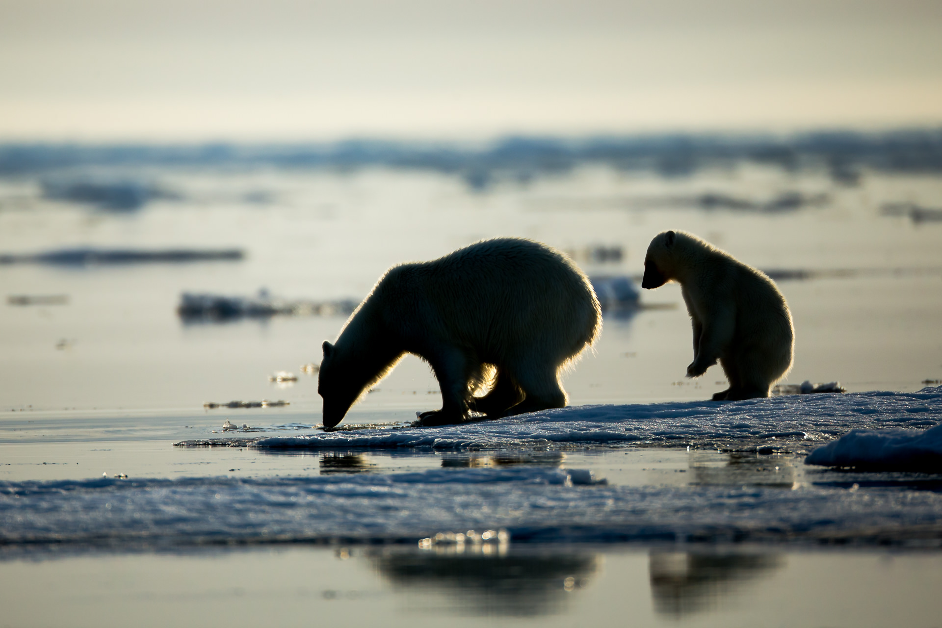 Isbjørner fotografert av Svein Wik, Arctic Wildlife Tours