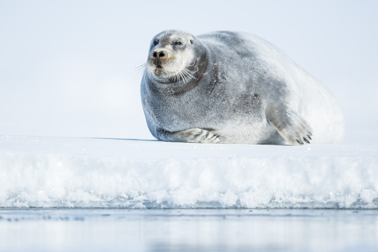 Sel fotografert av Svein Wik, Arctic Wildlife Tours